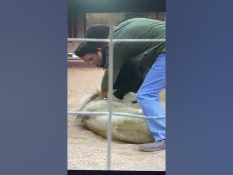 Lion attacks man - YouTube