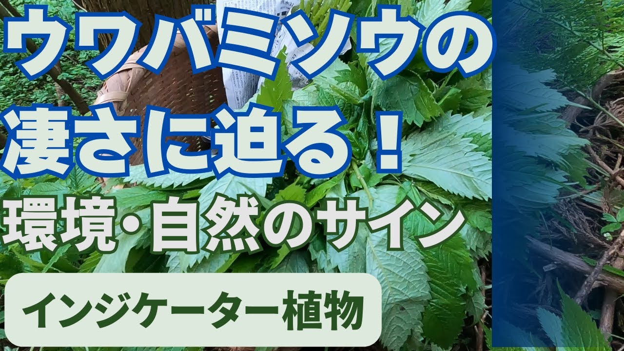【蔵出し映像】山菜の赤ミズが教えてくれる環境バロメーターとは！