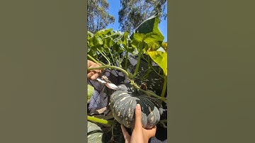 Top Mind Blowing Facts About Food 🥘🥙#facts #amanzingfacts #factsinhindi #factshorts #food #shorts