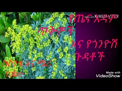 ቪዲዮ: በውሾች ውስጥ የኬፕራ የጎንዮሽ ጉዳቶች ምንድናቸው?