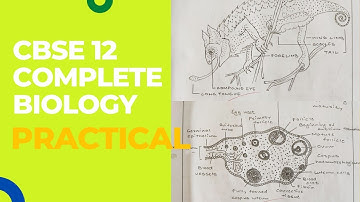 CBSE Class 12 Complete Biology Practical Copy![Includes all diagrams,graphs,reading,observation etc]