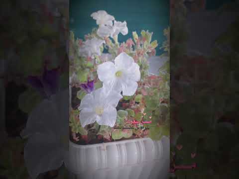 حضرة السلطان مسلم الوائلي