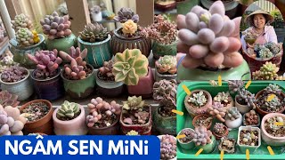 Sen Đá Nên Tứơi Hay Ngâm How To Water Mini Succulents
