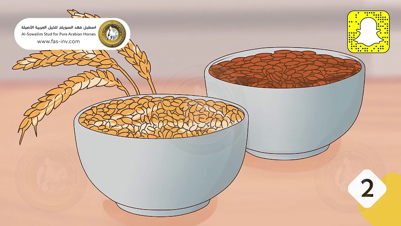 إحذروا هذه الأخطاء الشائعة عند تغذية الخيول