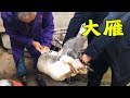 880元一只大雁，今天吃“铁锅炖大雁”，都是钱的味道！我要多喝几杯酒！【唐哥美食】