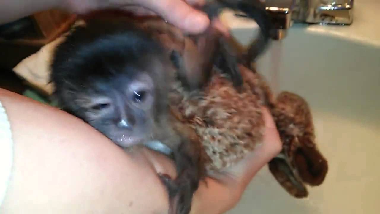 Baby monkey's first bath is adorable! - YouTube