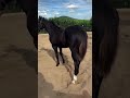 Filho do #HollandJeck #cavalo  #cavalos  #vaquejada  #viral  #shorts