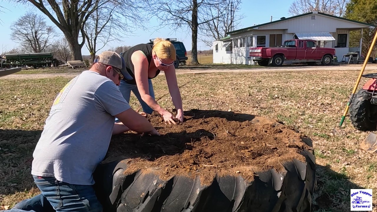 Repurposing a Tractor Tire into a Strawberry Bed and Planting Strawberries