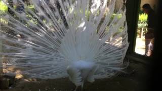 Tavuz Kuşu Muhteşem...