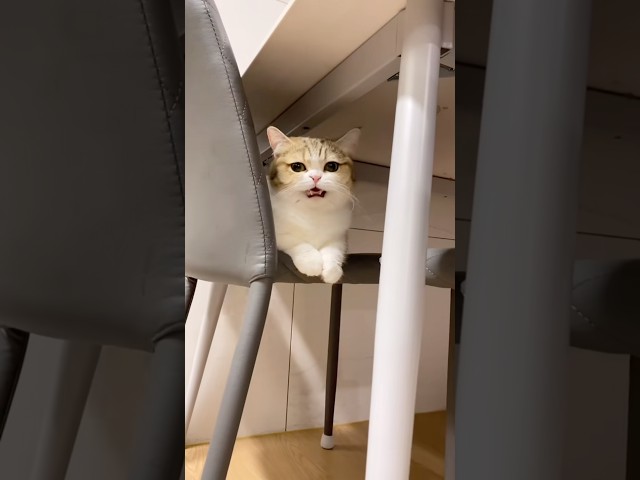 고양이 울음소리를 느리게 하면????