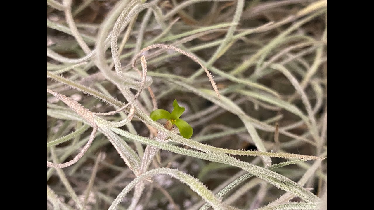 Update and Care Tips For Spanish Moss and Sphagnum Moss (and other