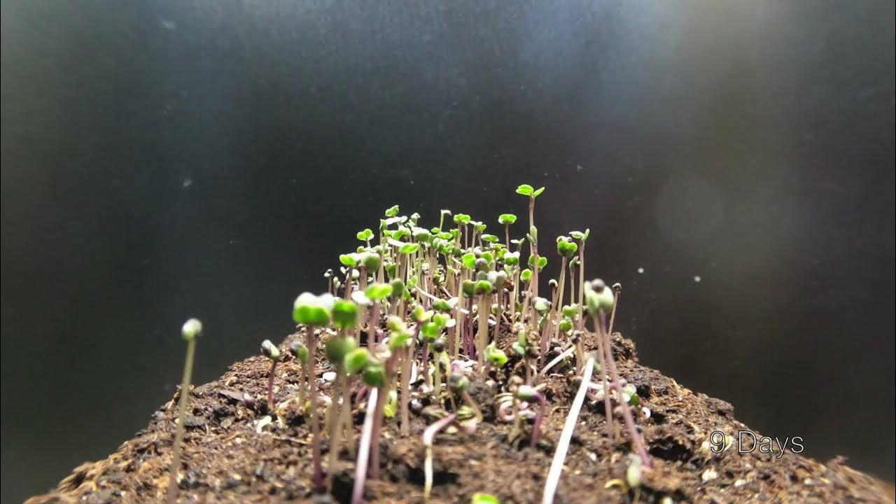 Growing Kale Microgreens Time Lapse YouTube