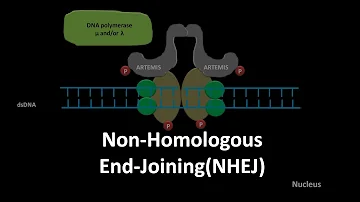 Non homologous end joining DNA repair