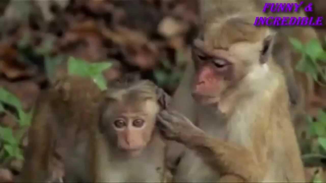 Funny Monkey - Смешные Мартышки