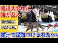 【2ch動物スレ】外で書道大会中に猫が乱入→墨汁がついた肉球で紙に乗ったｗｗｗｗｗ