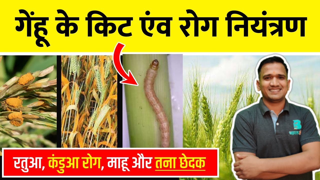 गेंहू किट रोग नियंत्रण | gehu me lagne wale kide aur rog - YouTube