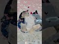 ¡ No Creerás el Resultado! Cuadro de Gatitos Enamorados con Glitter y Mariposas en Relieve