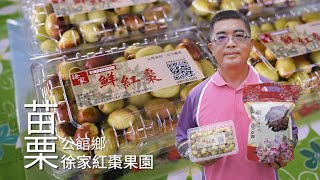 【公館】徐家紅棗果園