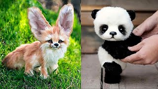 10 Animaux Bebes Les Plus Mignons Que Vous Voudrez Adopter Youtube