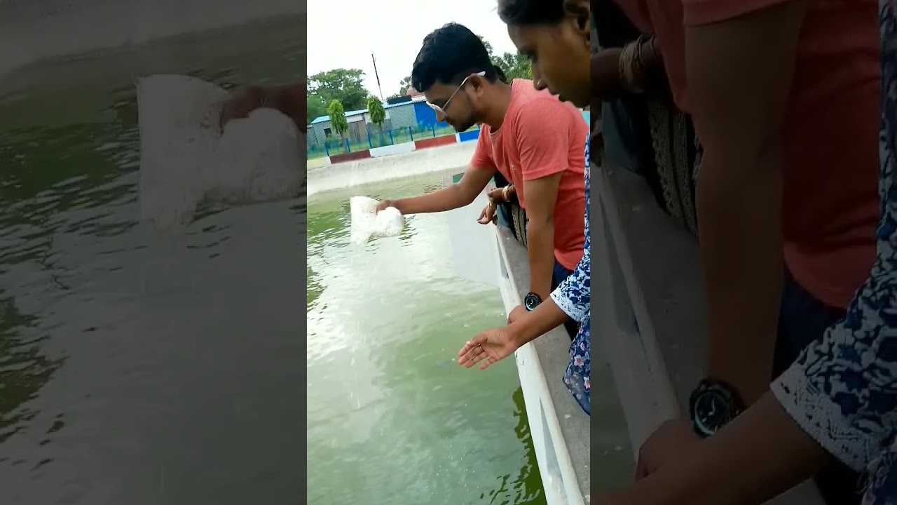 Manish Sir vlog/fish feeding 🥰 at kushinara temple