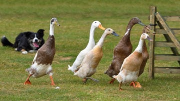 Duck herding hire for events, Firebird Events Ltd