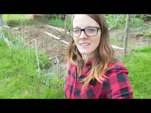 Update on moms garden and planting tomatoes