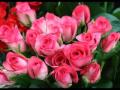 Миллион Алых Роз  (million roses) (100万本のバラ)