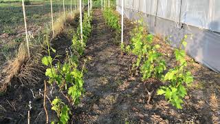 видео: Антракноз, Беда виноградников картинка: Антракноз, Беда виноградников