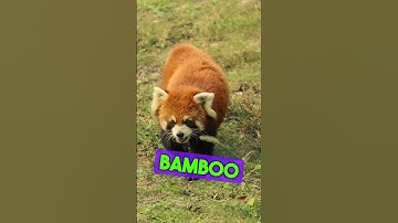 Secrets of the Red Pandas