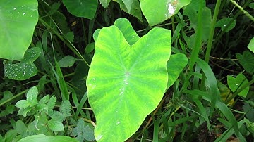 Qhia tshuaj mob caj pas kias kias qa txhaws txhaws qa tsis zoo hais lus