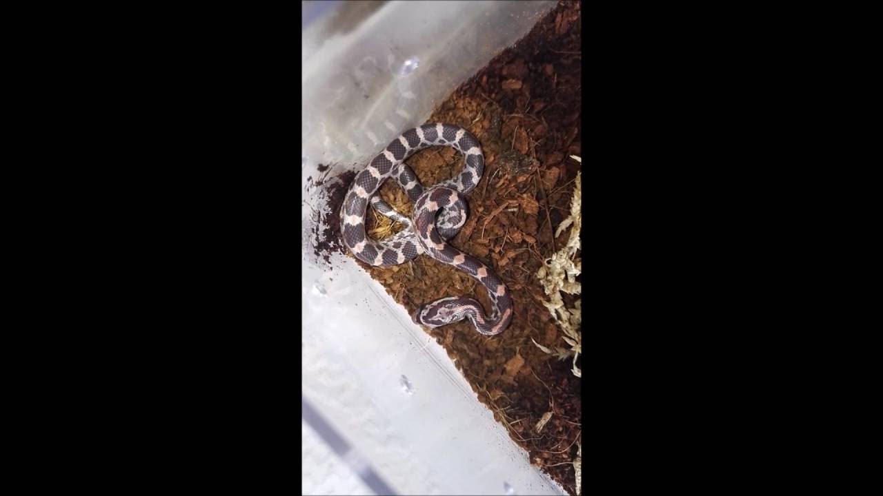 Curated visual reference: Fresh Look at First Look Hatchling Corn Snake