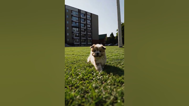 No Leash, No Worries Just Pure Puppy Joy in the Park #HappyPup #OffLeashJoy #DogFreedom #ZoomiesTime
