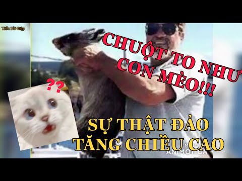 Video: 10 nhà hàng tốt nhất nên thử ở Martinique