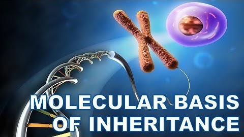 Molecular Basis of Inheritance // One Shot Part 1 // Class 12 // Board & Neet // CBSE, ISC & WB  