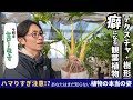 【観葉植物】「掘ってよかった…」プロも思わず唸るセロームの本当の姿