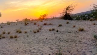 Sunset animal wildlife in desert #animals #wildanimals #birdsounds #birdslover #sunset