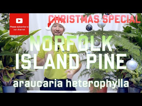 Video: Voed Norfolk Island Pines: Hoeveel kunsmis het 'n Norfolk Island Pine nodig