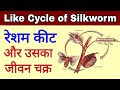 रेशम कीट का जीवन चक्र | Silkworm life cycle | resham keet ka jeevan chakra |Bombyx mori |Sericulture