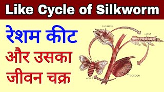 रेशम कीट का जीवन चक्र | Silkworm life cycle | resham keet ka jeevan chakra |Bombyx mori |Sericulture