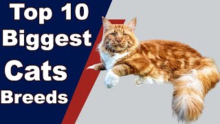 Top 10 Biggest Cat Breeds 2021 | Perfect Addition to Home by Pets and Animals 111 views 2 years ago 6 minutes, 10 seconds