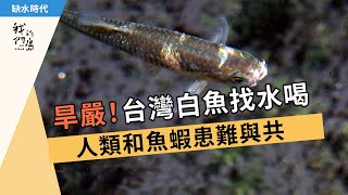 旱嚴台灣白魚找水喝│人類和魚蝦患難與共 (我們的島 1107集 20210531)【缺水乾旱】