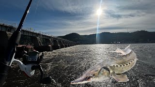 Mississippi River is FULL of MONSTER FISH (Alma Dam)