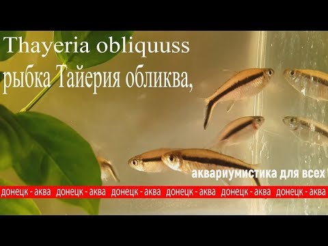 рыбка Тайерия обликва, Thayeria obliquus, содержание , разведение рыбок, aquaristics