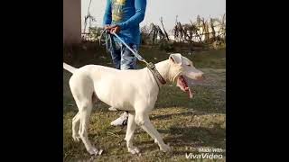 Romeo... beautiful and powerful lappa gultair dog... by Ustad Noman Khan 3,280 views 2 years ago 1 minute, 49 seconds
