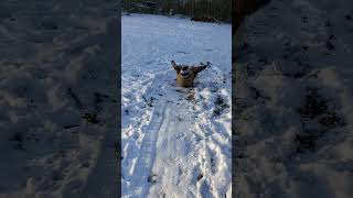Pizza Box Snow Sledding ❄ #pizza #snow # sledding #havefun #adventure #sled #unedited