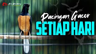 PANCINGAN MURAI BATU TETAP GACOR SETIAP HARI | SHAMA BIRD