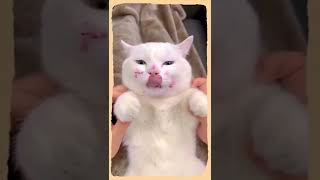 Cute animals funny ✅ #shorts #shortvideo #viralvideo #trending #funny #animals #tiktok