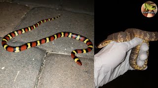 Baby Snake season starts in August! Watersnakes and Frogs everywhere! Herping Florida at Night!