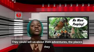 What If Birds Could Talk ?