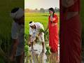 The Quiet Strength of Farmers | Life in Peaceful Rice Fields Honest Hands #nature